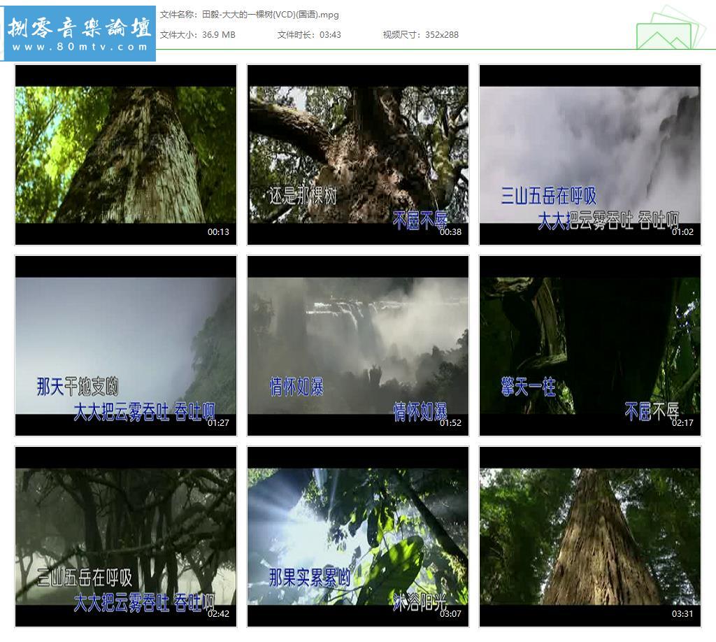 田毅-大大的一棵树{VCD}(国语).jpg